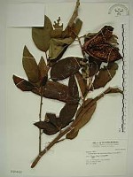 藏品(愛玉子)的圖片