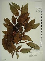 藏品(愛玉子)的圖片