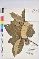 藏品(板栗)的圖片