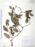 藏品(風藤)的圖片