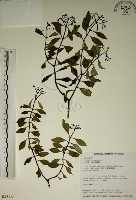 藏品(拎壁龍)的圖片