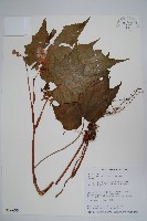 藏品(水鴨腳)的圖片