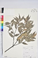 藏品(烏來柯、楒、淋漓)的圖片