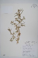 藏品(蓮子草)的圖片