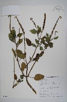 藏品(狗尾草)的圖片