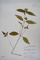 藏品(九頭獅子草)的圖片