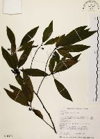 藏品(山胡椒)的圖片