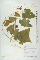 藏品(青牛膽)的圖片