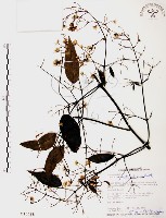 藏品(柱果鐵線蓮)的圖片