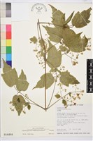 藏品(串鼻龍)的圖片