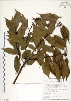 藏品(青剛櫟)的圖片