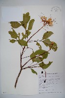 藏品(魚木)的圖片