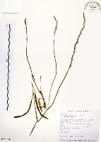 藏品(綬草)的圖片