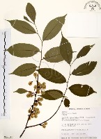 藏品(阿里山榆)的圖片