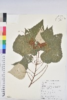 藏品(白匏子)的圖片