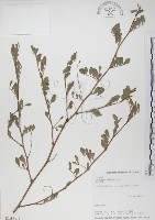 藏品(穗花木藍)的圖片