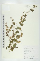 藏品(天花)的圖片