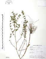 藏品(克非亞草)的圖片