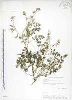 藏品(彎果黃菫)的圖片