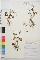 藏品(鹿場毛茛)的圖片