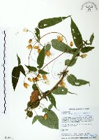 藏品(森氏鐵線蓮)的圖片