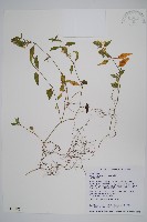 藏品(臺灣明萼草)的圖片