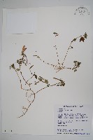 藏品(紫花鳳仙花)的圖片