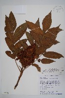 藏品(羅氏鹽膚木)的圖片