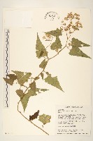 藏品(蔓黃菀)的圖片