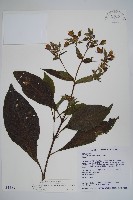 藏品(假酸漿)的圖片