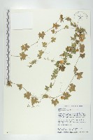 藏品(天花)的圖片