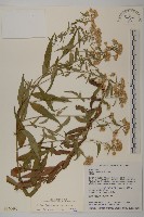 藏品(臺灣馬蘭)的圖片