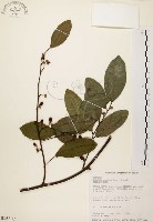 藏品(盤龍木、牛筋藤)的圖片