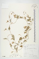 藏品(娥房藤)的圖片