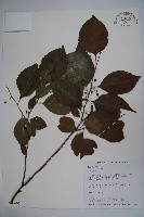 藏品(草野氏冬青)的圖片