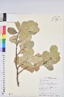 藏品(白樹仔)的圖片