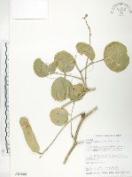 藏品(肥豬豆)的圖片