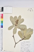 藏品(蘭嶼土沉香)的圖片