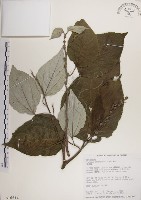 藏品(落尾麻)的圖片