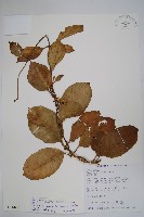 藏品(爬森藤)的圖片