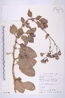 藏品(蘭嶼木耳菜)的圖片