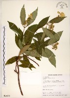 藏品(華八仙)的圖片