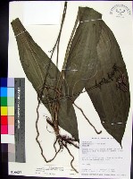 藏品(白鶴蘭)的圖片