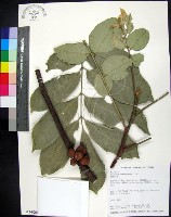 藏品(蘭嶼椌木)的圖片