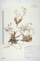 藏品(兔仔菜)的圖片