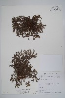 藏品(山豆根、台灣天芹菜)的圖片