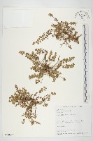 藏品(土丁桂)的圖片