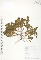 藏品(茅毛珍珠菜)的圖片