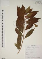 藏品(朝鮮紫珠、蘭嶼女兒茶)的圖片