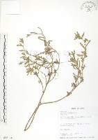 藏品(裂葉月見草)的圖片